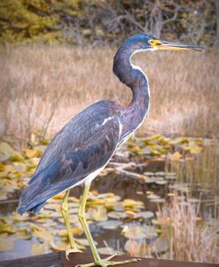 Great Blue Heron