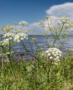 Lace On The Lakeshore