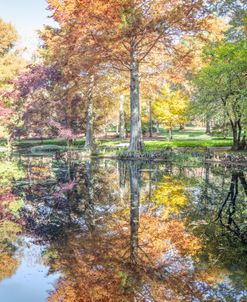 Autumn Trees In The Gardens