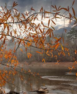Branches After The Rain