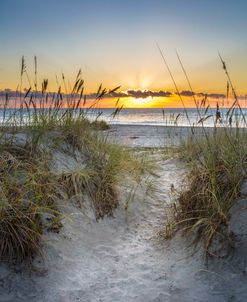 White Sands Golden Grasses