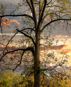 Oak Trees At Sunset