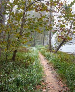 Trail Into The Morning Fog
