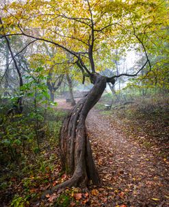 Autumn Colors Along The Trail