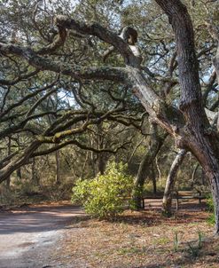 Beneath The Oaks Little Talbot Island Park