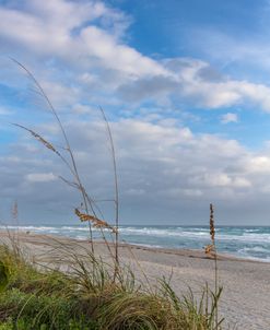 Waving In Sunshine On The Dunes