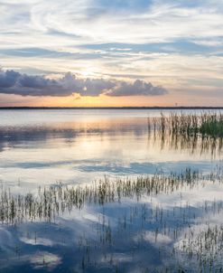 Sunset Lake Grasses