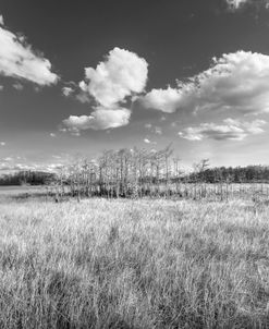 Grasses Under The Clouds Black And White
