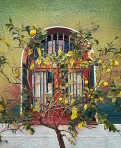 Lemon Tree By The Garden Window