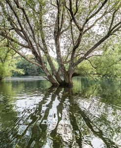 Stillness After The Rain
