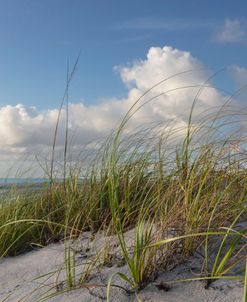 Coastal Beach Grasses