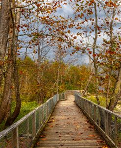 Early Morning Boardwalks