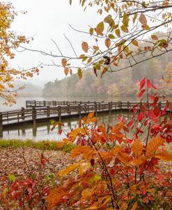 The Brilliant Colors Of Autumn