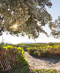 Trail Into Shore And Sunshine