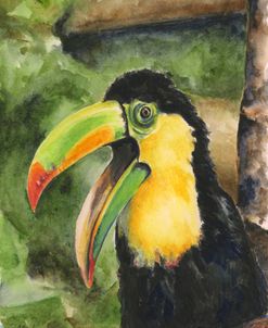 Toucan Bill