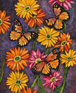 Monarch & Gerba Daisies