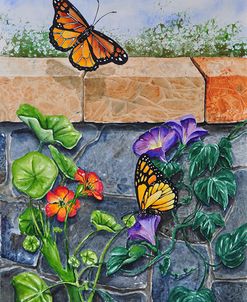 002 Monarchs, Nasturtiums and Morning Glories