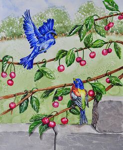 003 Indigo Bunting and Rainbow Bunting