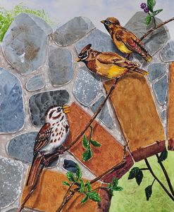 005 Song Sparrow and Cedar Waxwings