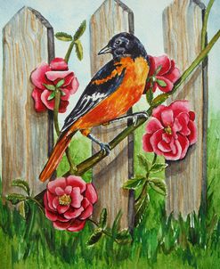 Oriole