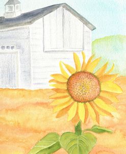 White Barn Sunflower