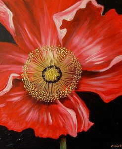 Red Poppy