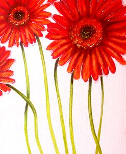 Red Gerberas