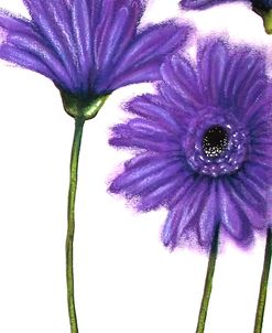 Purple Gerberas 1