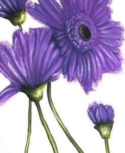 Purple Gerberas 2