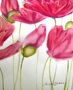 Pink Poppies