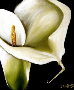 Arum Lily Ii