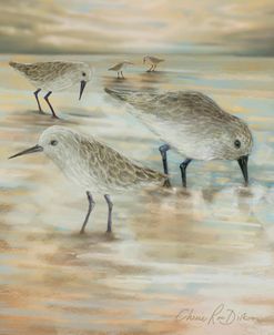 Sandpipers