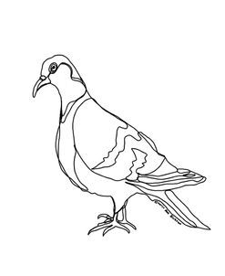 Pigeon