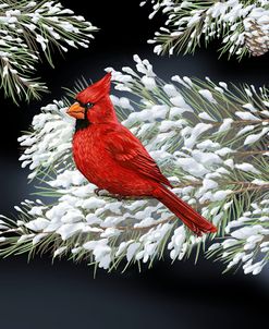 Night Cardinal