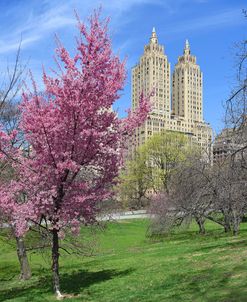 Central Park Spring Colors