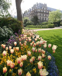 Paris Flowers