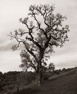 Tree 3 B&W