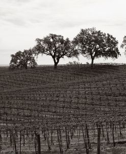 Paso Robles Toned