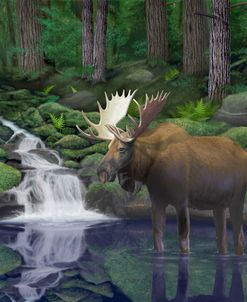 2 Woodland Moose