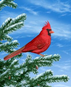 12 Winter Cardinal
