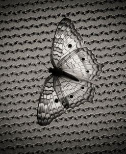 Butterfly Contrast