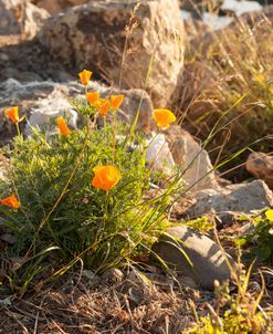 Bloomin Poppies