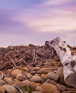 Driftwood View