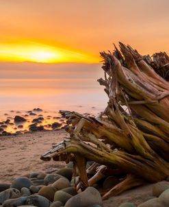 Driftwood Sunset