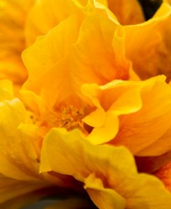 Hibiscus Folds