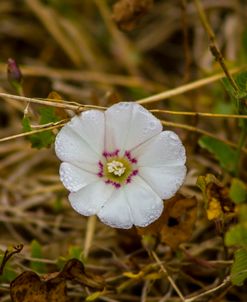 Lone Bloomer