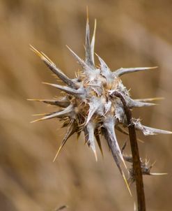 Island Thistle