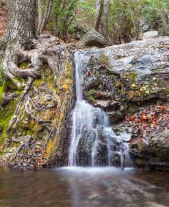 Roots of Nature