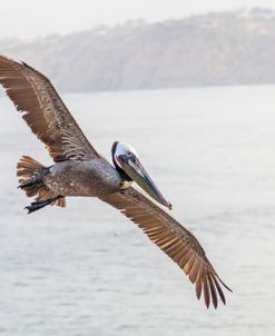 Pelican Spread