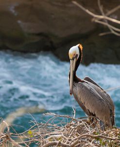 Pelican Stare